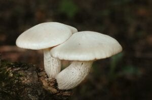 Magic mushrooms - HealthMed.org