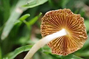 facts about magic mushrooms - HealthMed.org
