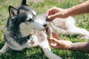 CBD oil dog treats - HealthMed.org