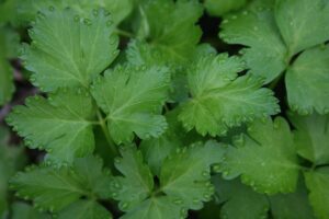 parsley-benefits