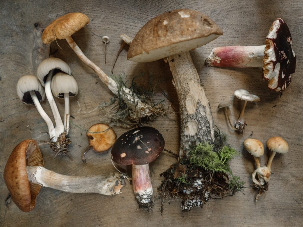 different types of mushrooms on a wooden board
