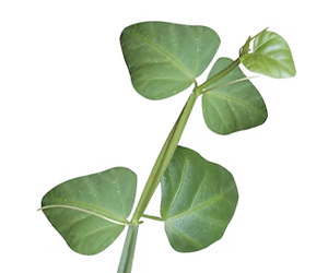 Cissus Quadrangularis