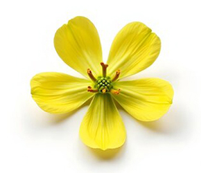 Tribulus Terrestris