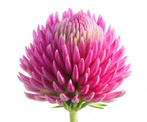red-clover
