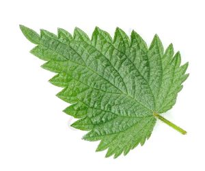 stinging-nettle-extract